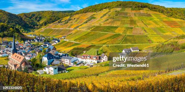 germany, rhineland-palatinate, eifel, ahr valley, mayschoss, vineyard in autumn - eifel stock pictures, royalty-free photos & images