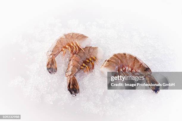 black tiger prawns on ice - ghiaccio tritato foto e immagini stock