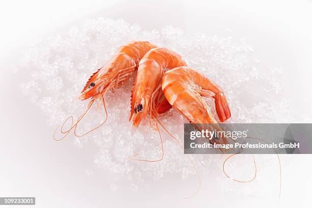 three steamed prawns on ice - crushed ice 個照片及圖片檔