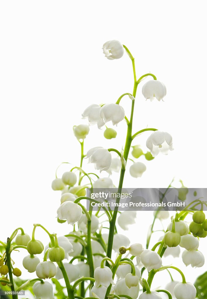Lily blossom against white background