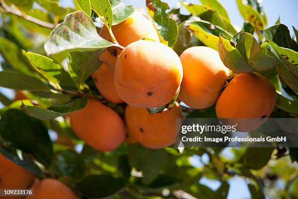 persimmons on tree, close-up - 996648 stock pictures, royalty-free photos & images