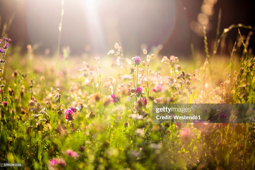 Summer meadow at evening twilight