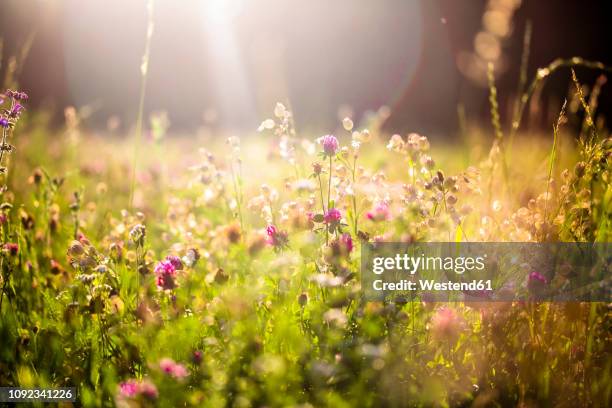 summer meadow at evening twilight - summer meadow stock pictures, royalty-free photos & images