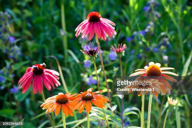 botanic garden, honeybees on coneflowers - coneflower stock pictures, royalty-free photos & images