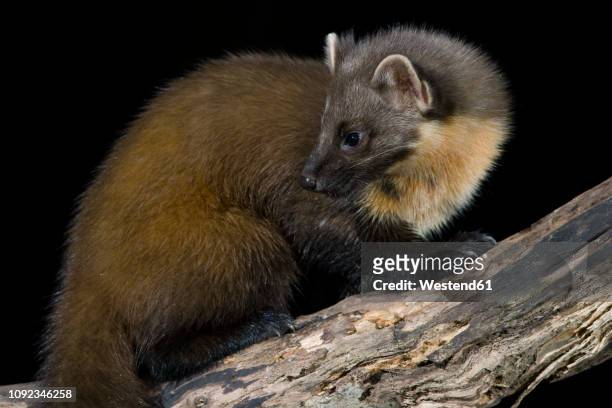 pine marten sitting on tree trunk - martens stock pictures, royalty-free photos & images