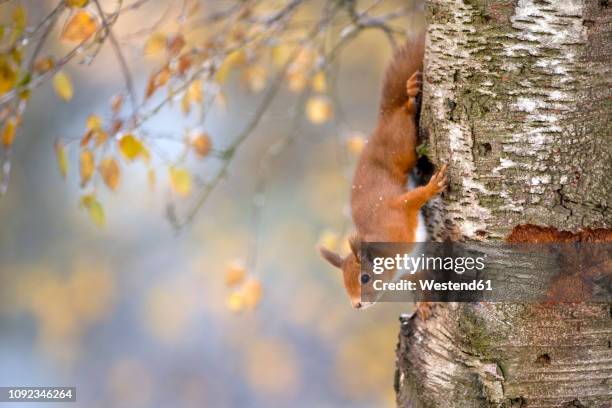 portrait of eurasian red squirrel climbing on tree in autumn - squirrel stock-fotos und bilder