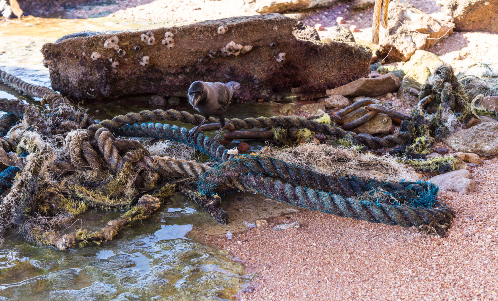 los angeles junkyard