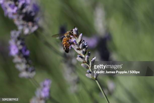 bee-2014e.jpg - james popple stock pictures, royalty-free photos & images