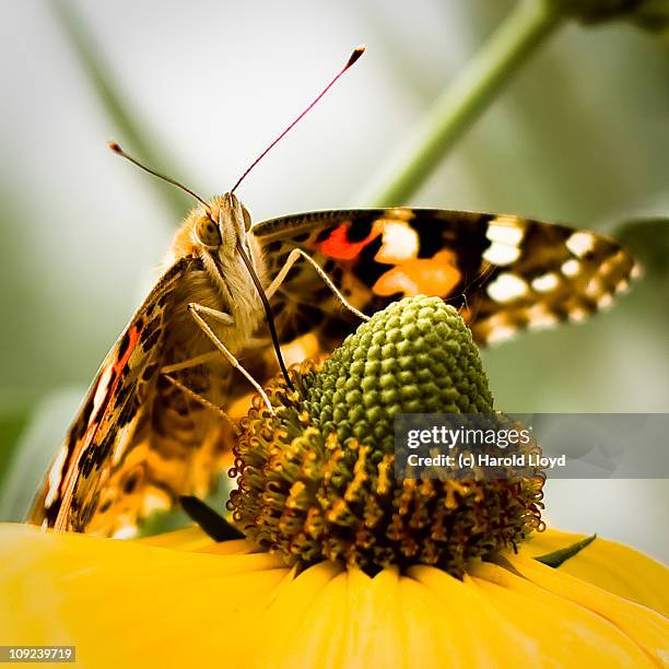 buuterfly drinking nectar - painted lady butterfly stock pictures, royalty-free photos & images