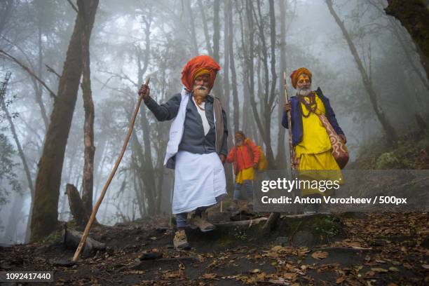 sahdu in misty forest - sahdu stock pictures, royalty-free photos & images