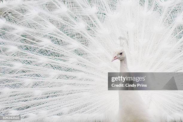 1,357 White Peacock Photos and Premium High Res Pictures - Getty Images 1,357 White Peacock Photos and Premium High Res Pictures - Getty Images