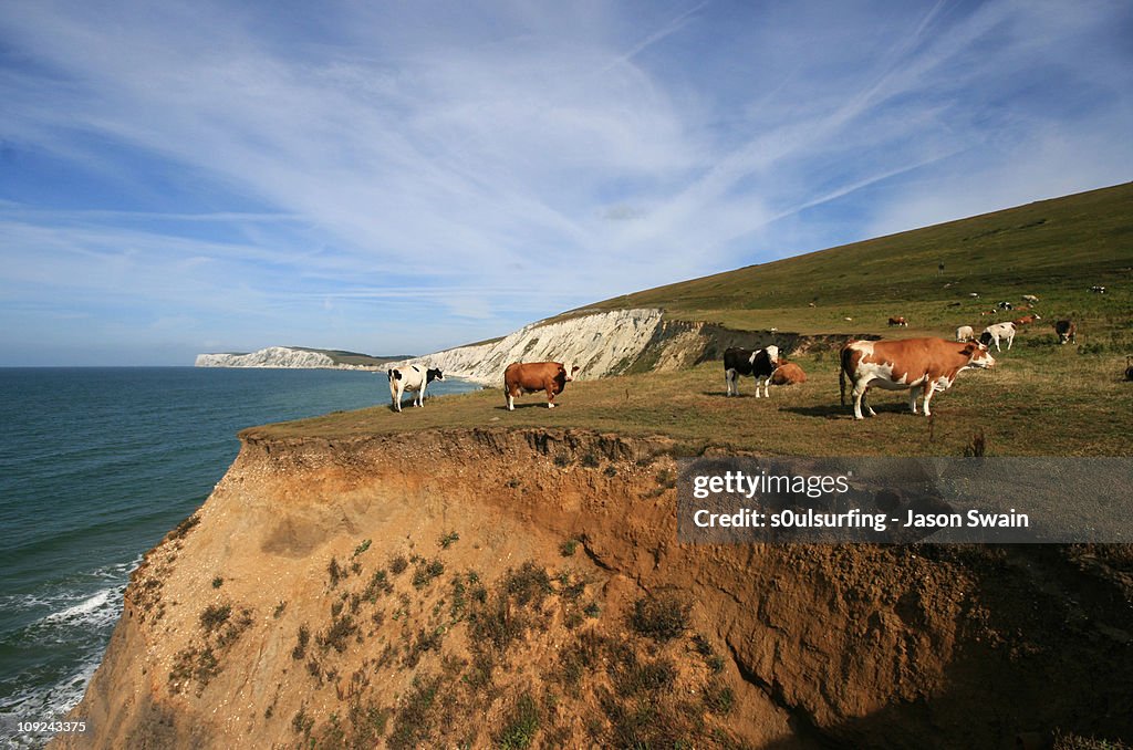 Living on the edge - Stunt Cows on the cliffs