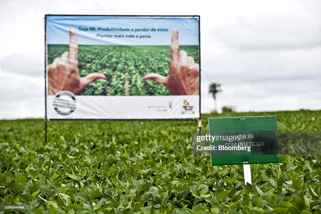 Monsanto Presents Genetically Modified Soybean Variety