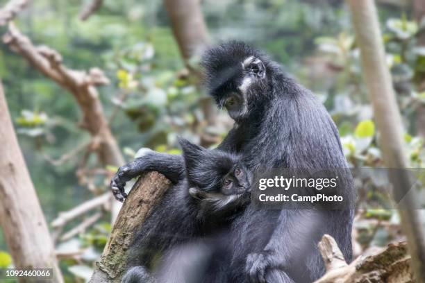 nursing françois' langur - leaf monkey stock pictures, royalty-free photos & images