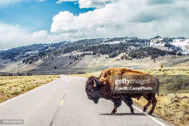 bison crossing - us wildlife stock pictures, royalty-free photos & images