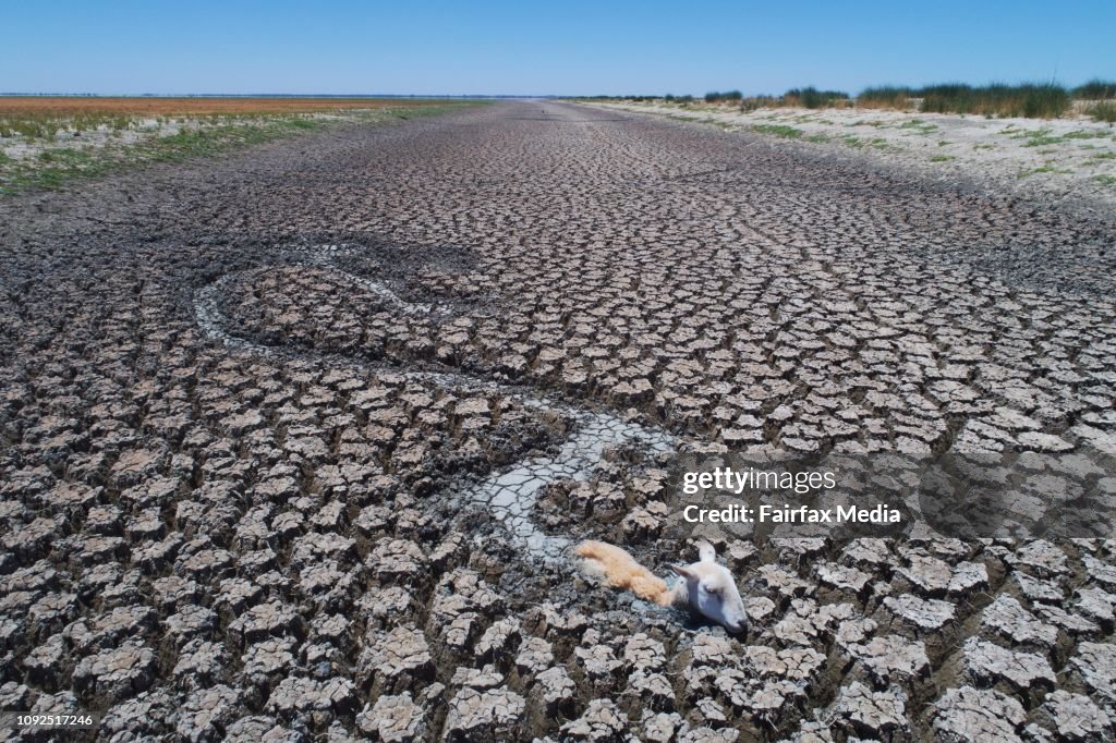 Animals Struggle To Escape From The Dry Bed of Lake Cawndilla