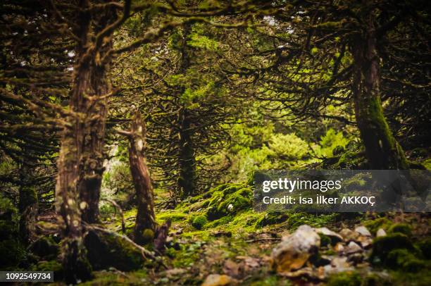 mysterious forrest of turkey - duden stock-fotos und bilder