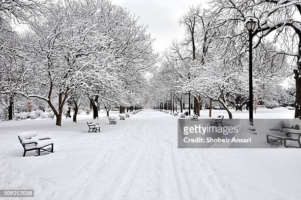 snow covered benches and trees in washington park - ventisca fotografías e imágenes de stock