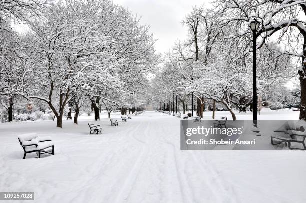 snow covered benches and trees in washington park - snow storm stock pictures, royalty-free photos & images