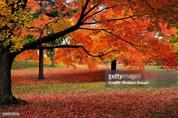 autumn colors of new england - vallende bladeren stockfoto's en -beelden