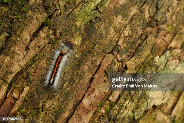 a colourful caterpillar crawling along the textured bark of a tree. macro (close-up) full colour vertical image. drakensberg ukhahlamba national park, kwazulu natal province, south africa - cathedral imagens e fotografias de stock