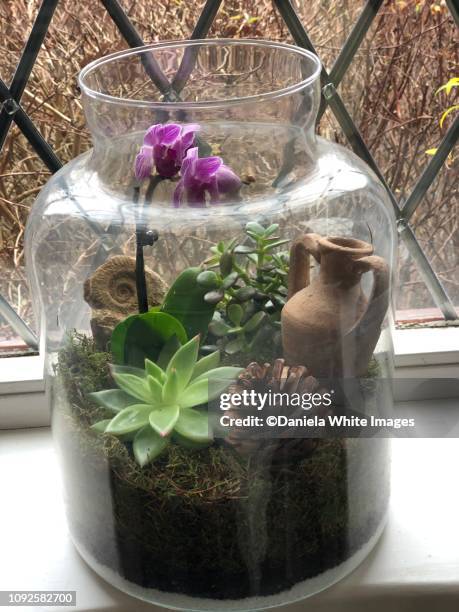 terrarium - terrarium stock pictures, royalty-free photos & images