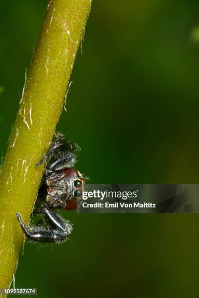 a jumping spider clinging to a plant stem.  macro (close-up) full colour horizontal image. thanda game reserve, kwazulu-natal, south africa - cephalothorax stock pictures, royalty-free photos & images