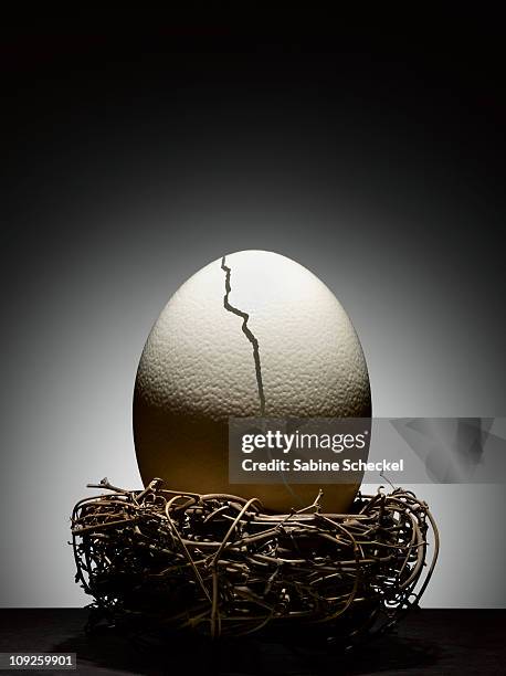 giant cracked ostrich egg in nest - nest egg stockfoto's en -beelden