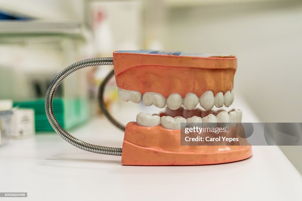 Dental teeth model on white background
