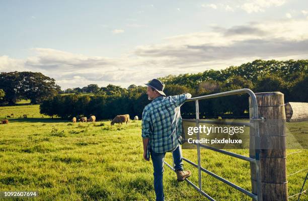 die rinder sind alle aus weiden - farmer cow stock-fotos und bilder
