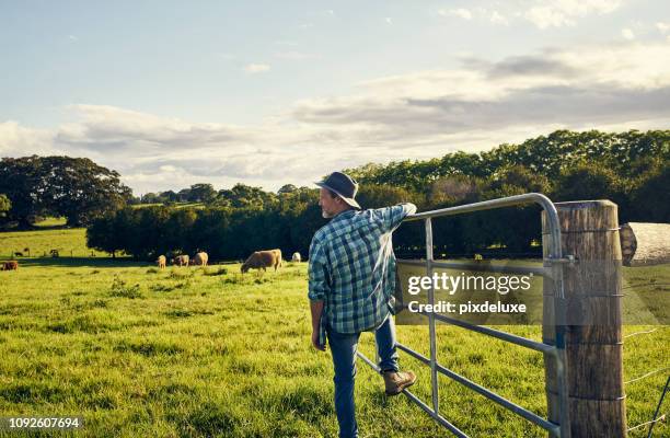 the cattle are all out to graze - australia mammal stock pictures, royalty-free photos & images