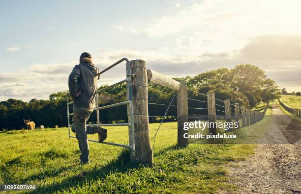 watching over his herd - cow gate stock pictures, royalty-free photos & images