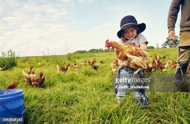 he's found a new friend to play with - small farm stock pictures, royalty-free photos & images