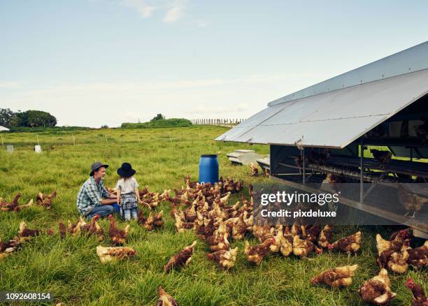 la granja será tuyo cuando crezcas - ave de corral fotografías e imágenes de stock