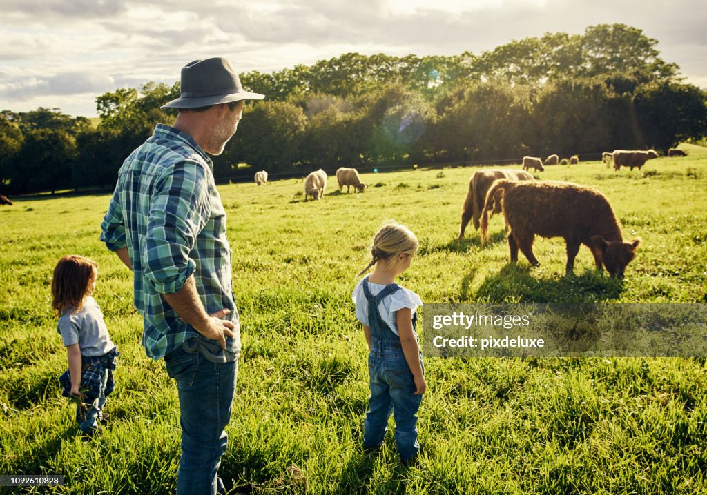 Les encanta ver todos los animales pastan
