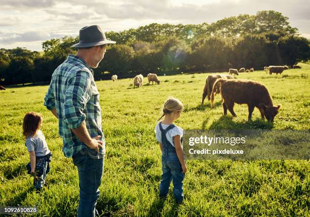 ze hou van kijken naar alle de dieren grazen - wei zuivel stockfoto's en -beelden