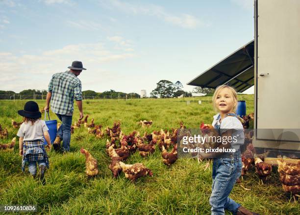 dieser wollte weglaufen! - free range chicken stock-fotos und bilder