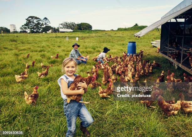 ze houdt van zorg voor de kippen - sustainable lifestyle stockfoto's en -beelden