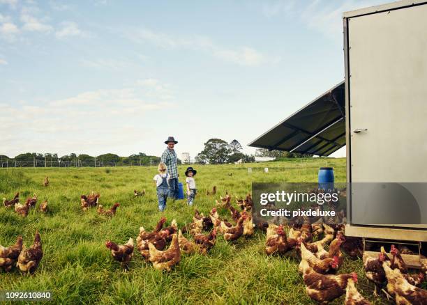 qui se relaient pour nourrir les poulets - élevage-en-plein-air photos et images de collection