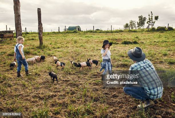 watching over the little piglets - hog farm stock pictures, royalty-free photos & images