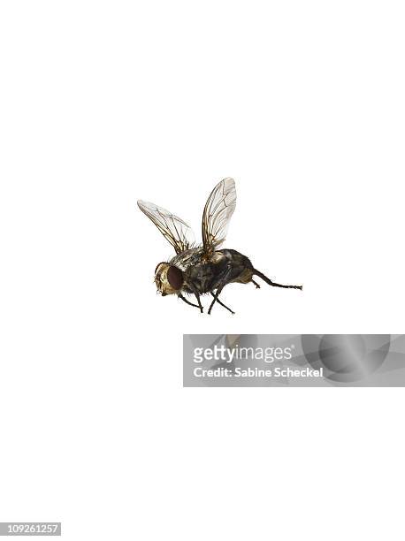 common housefly flying on white - housefly stock pictures, royalty-free photos & images