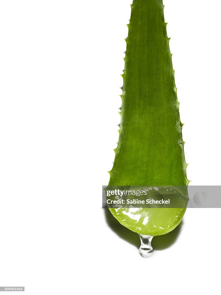 Close-up of aloe vera leaf with drop