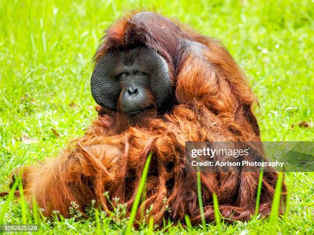 orang utan kalimantan relaxing and basking in the sun - orangutan in jakarta stockfoto's en -beelden