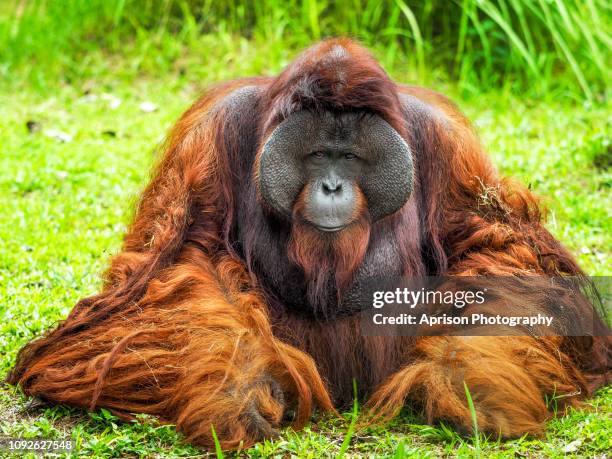 orang utan kalimantan relaxing and basking in the sun - orangutan in jakarta stockfoto's en -beelden