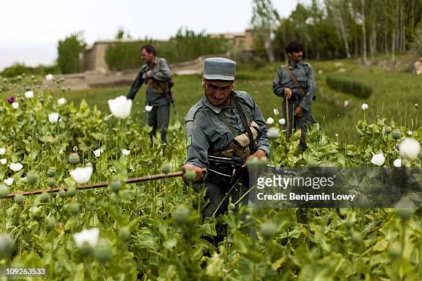 Afghan police and provincial security forces destroy poppy fields on April 25, 2009 in the Nangarhar province of Afghanistan. Though the government...