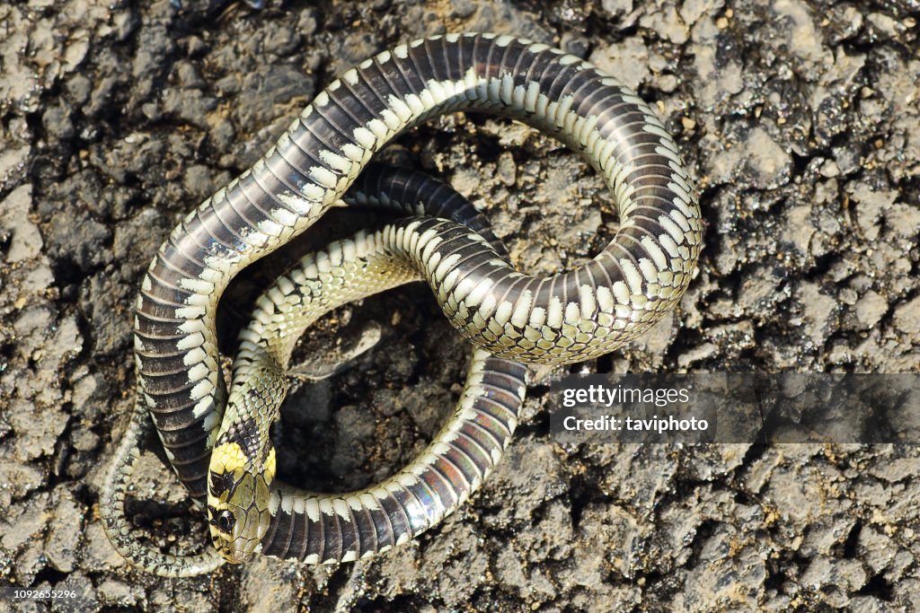 Grass Snake Showing Thanatosis Behaviour On Ground High-Res Stock Photo ...