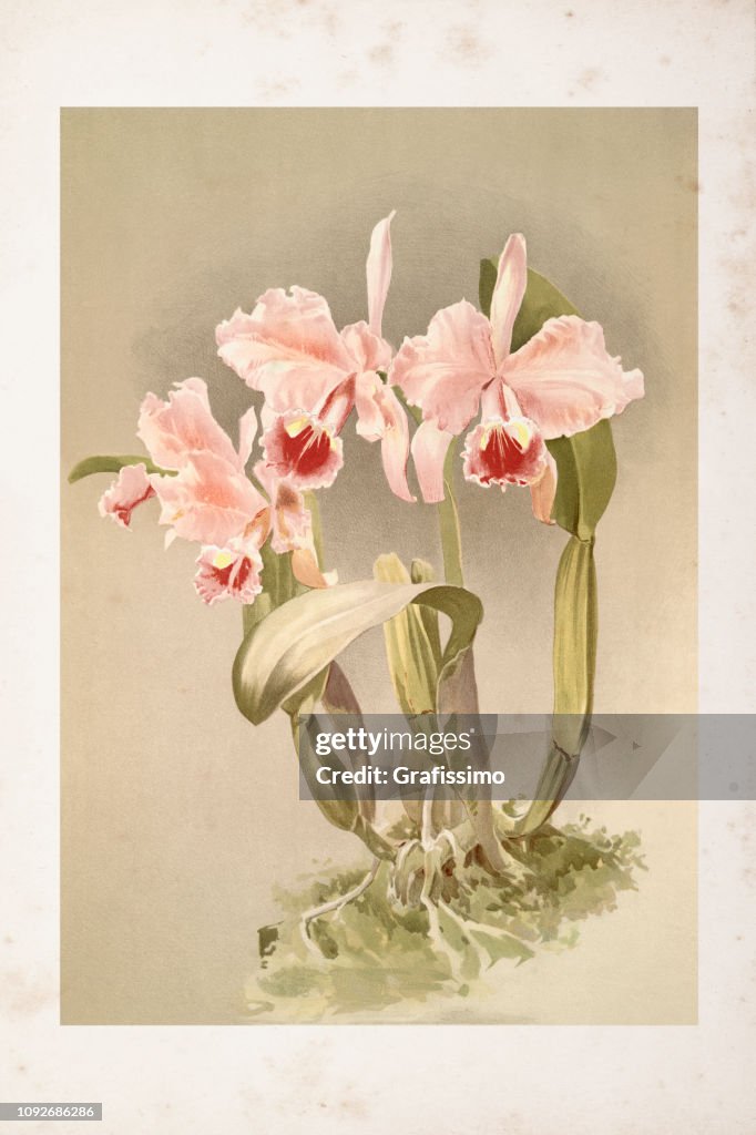 Orchid flower engraving watercolor painting Cattleya Labiata