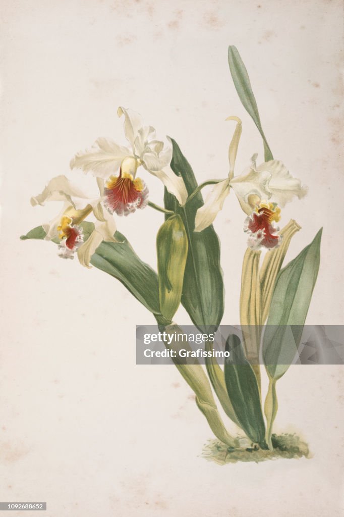 Orchid flower engraving watercolor painting Cattleya Rex