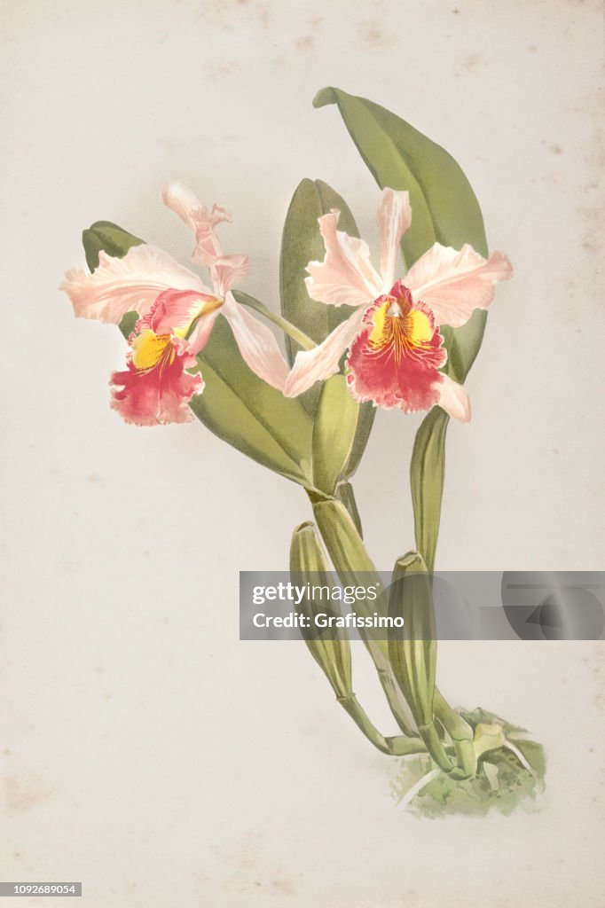 Orchid flower engraving watercolor painting Cattleya Warscewiczii