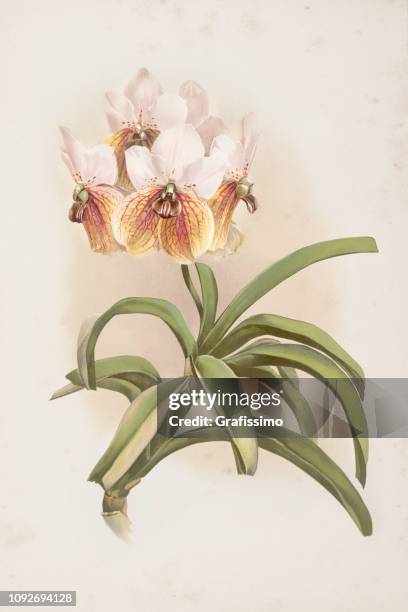 orchid flower engraving watercolor painting vanda sanderiana - vandaceous orchids stock illustrations